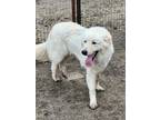 Adopt Gladiator a White - with Red, Golden, Orange or Chestnut Great Pyrenees /