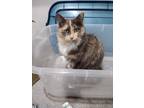 Adopt Sugar a Calico or Dilute Calico Calico / Mixed (long coat) cat in