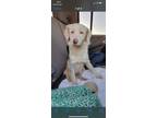 Adopt Sophie a Tan/Yellow/Fawn Australian Shepherd / Mixed dog in Dallas