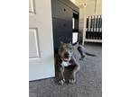 Adopt Sasha a Gray/Blue/Silver/Salt & Pepper American Pit Bull Terrier / Mixed