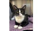 Adopt Millie a Black & White or Tuxedo Domestic Shorthair (short coat) cat in