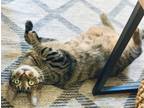 Adopt Rosie a Brown Tabby Domestic Shorthair / Mixed (short coat) cat in