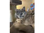 Adopt Luna a Calico or Dilute Calico Maine Coon / Mixed (long coat) cat in