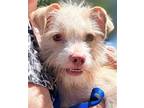 Adopt Ollie a Tan/Yellow/Fawn - with White Jack Russell Terrier / Mixed dog in