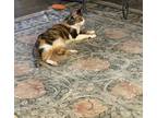 Adopt Cleopatra (aka Cle Cle) a Calico or Dilute Calico Domestic Shorthair /