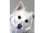 Adopt LILY a White Terrier (Unknown Type, Medium) / Mixed dog in Kannapolis