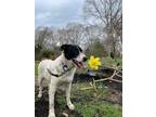Adopt Sissy Dean a White - with Black German Shorthaired Pointer / Australian