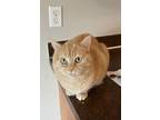 Adopt Ajax a Orange or Red Tabby Tabby / Mixed (short coat) cat in Apple Valley