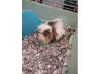 Adopt Moo Moo a Golden Guinea Pig / Mixed small animal in Fallston