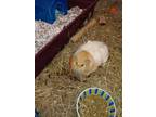 Adopt Quicksie a Golden Guinea Pig / Mixed small animal in Fallston