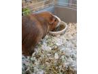 Adopt Mini Me a White Guinea Pig / Mixed small animal in Fallston, MD (41330074)