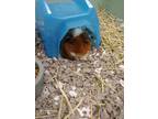 Adopt Dixie a Brown or Chocolate Guinea Pig / Mixed small animal in Fallston