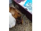 Adopt Shadow a Blonde Guinea Pig / Mixed (short coat) small animal in Fallston