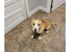 Adopt Jade a Tan/Yellow/Fawn - with White American Staffordshire Terrier / Corgi
