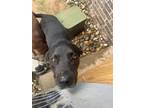 Adopt Rocko a Black Mutt / Mixed dog in Owasso, OK (41330033)
