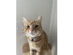 Adopt Fenton a Orange or Red Tabby Domestic Shorthair / Mixed (short coat) cat