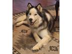 Adopt Loki a Gray/Silver/Salt & Pepper - with White Alaskan Malamute / Mixed dog