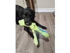 Adopt Rexxar a Black Flat-Coated Retriever / Newfoundland / Mixed dog in