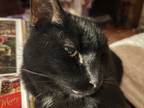 Adopt Stormy a All Black Bombay / Mixed (medium coat) cat in Camp Hill