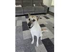 Adopt Luna a White - with Brown or Chocolate Basenji / Mutt / Mixed dog in