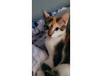 Adopt Piper a Calico or Dilute Calico American Shorthair / Mixed (medium coat)
