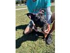 Adopt Nera a Black Mixed Breed (Medium) / Mixed dog in Thomasville