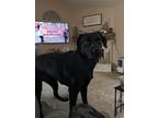 Adopt Georgia a Black Labrador Retriever / Mixed dog in Covington, GA (41329996)