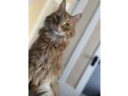Adopt Hagrid a Orange or Red Domestic Mediumhair / Mixed (medium coat) cat in