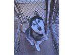 Adopt Arcadia a Black - with White Husky / Mixed dog in Fort Madison