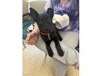 Adopt Eclipse - ADOPTED a Black Labrador Retriever / Mixed Breed (Medium) /