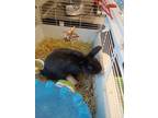 Adopt Bobbin a Black Satin / Mixed (short coat) rabbit in Fallston