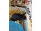 Adopt Bobbin a Black Other/Unknown / Mixed rabbit in Fallston, MD (41329941)