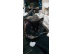 Adopt Hestia a Black & White or Tuxedo Domestic Longhair / Mixed (medium coat)