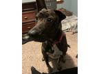 Adopt Sadie a Brindle Mountain Cur / Mixed dog in Cleveland, OH (41316864)