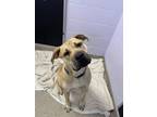 Adopt Triger (bonded with Bandit) a Tan/Yellow/Fawn Bullmastiff / Mixed Breed