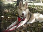 Adopt Elijah a Tan/Yellow/Fawn - with White Siberian Husky / Mixed dog in
