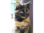 Adopt Kesla a Tortoiseshell Domestic Mediumhair / Mixed (medium coat) cat in