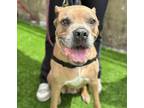 Adopt Grandma Nubs a Cane Corso dog in Brooklyn, NY (41282586)