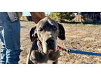 Adopt Braylon a Great Dane / Mixed dog in Dallas, TX (40937603)