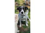 Adopt Vera a White - with Black Border Collie / Terrier (Unknown Type