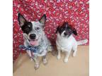 Adopt Teddy & Lisa BONDED PAIR a Gray/Blue/Silver/Salt & Pepper Australian