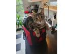 Adopt Omelette a Brown Tabby American Shorthair / Mixed (short coat) cat in