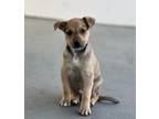 Adopt Sonny a Tan/Yellow/Fawn - with White Husky / German Shepherd Dog / Mixed