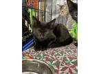 Adopt Bruce a All Black Domestic Shorthair / Mixed (short coat) cat in Columbia