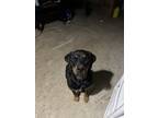Adopt Leia a Brown/Chocolate - with Black Rottweiler / Mixed dog in Loganville