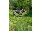 Adopt Venna a Brindle Cane Corso / Mastiff / Mixed dog in Granite City