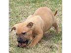 Adopt Trixx a Red/Golden/Orange/Chestnut - with Black Staffordshire Bull Terrier