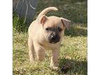 Adopt Daizzi a Tan/Yellow/Fawn - with Black Staffordshire Bull Terrier / Terrier