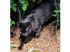 Adopt Peanut a All Black American Shorthair / Mixed (medium coat) cat in