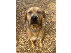 Adopt MR. BURNS a Brown/Chocolate Mixed Breed (Large) / Mixed dog in Fernandina
